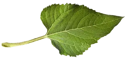 herbal-remedy_34