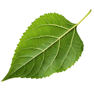herbal-remedy_35