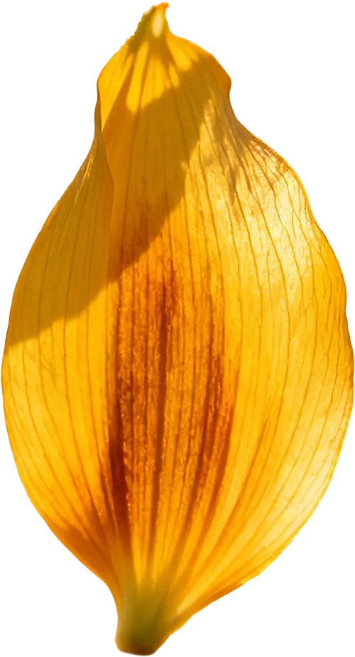 herbal-remedy_34