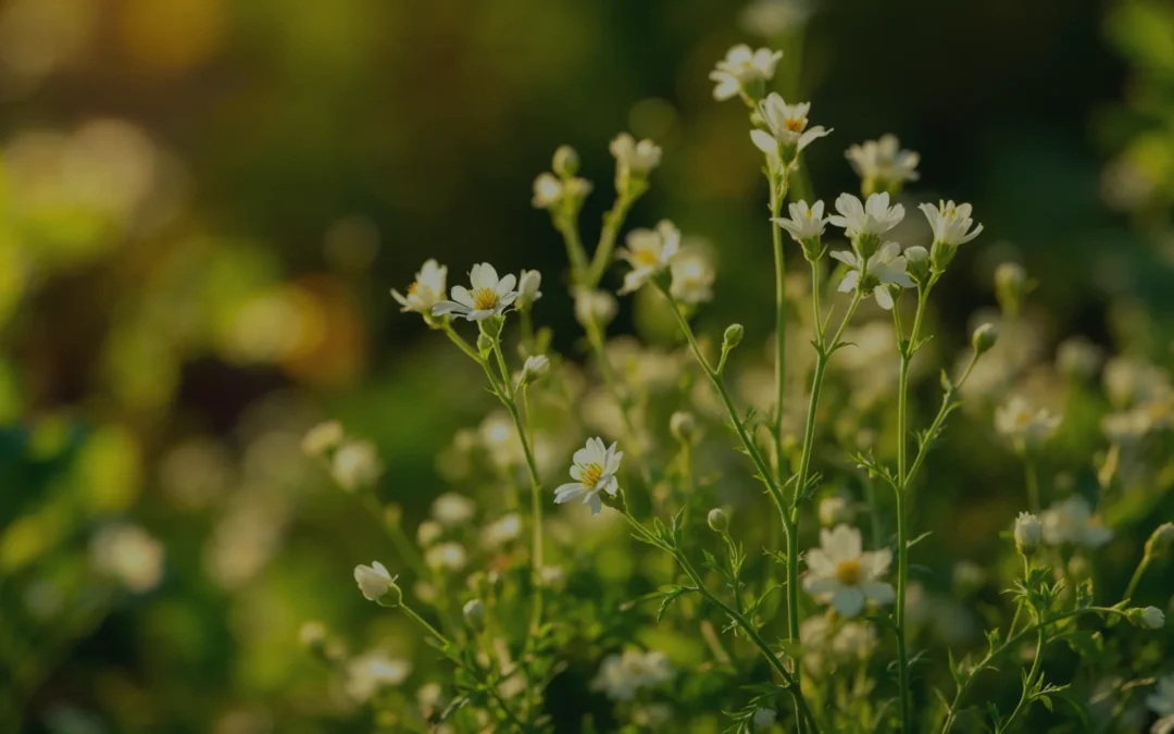Natural Remedy for Hemorrhoids: The Power of Plant‑Based Ingredients That Bring Real Relief