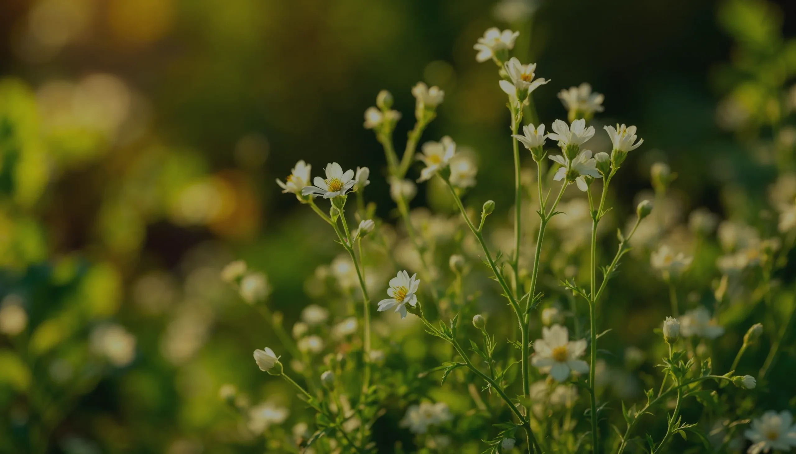 Natural Remedy for Hemorrhoids: The Power of Plant‑Based Ingredients That Bring Real Relief